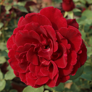 Don Juan - trandafiri - www.pharmarosa.ro